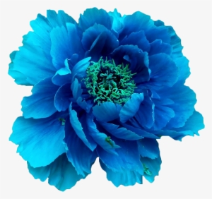Blue Peony - Blue Flower Without Background #296647