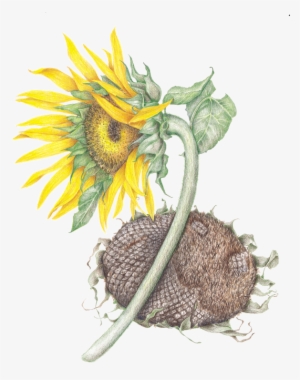 Sunflower #296954