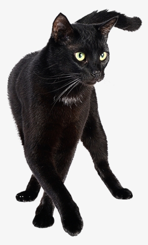 End Of Life Care - Bombay Cat Png #296957