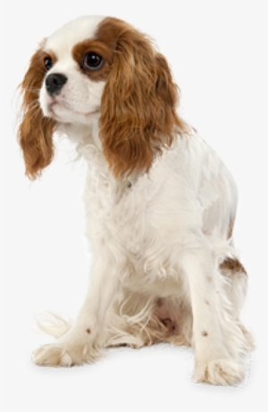 Cute Puppy Png - Cavalier King Charles Spaniel Transparent Background #297548