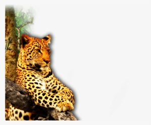 St Lucia Accommodation, Luxury Accommodation In St #297693