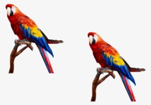 Birds For Photoshop - Png Images For Photoshop #298028