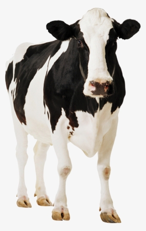 Go To Image - Cow Png #298339