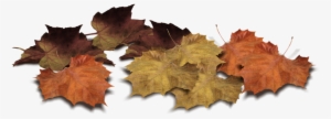 Format - Png - Leaves On Ground Photoshop #298511