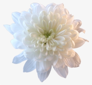 Flower White Whiteflower Tumblr Aesthetic - Chrysanthemum Transparent #299705