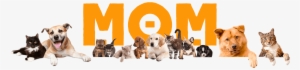 Mom Cães, Gatos & Você #2900084