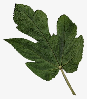 Gambel Oak #2903166