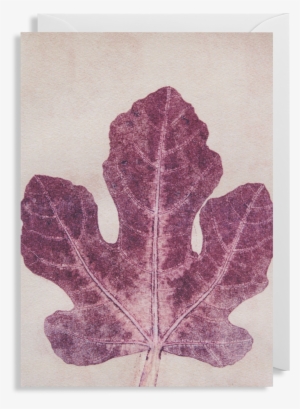 Fig Leaf Greeting Card - Greeting Card #2903191