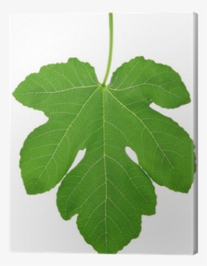 Fig Leaf #2903238
