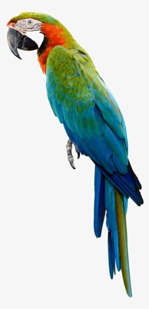 Transparent Background Parrot Png #2903498