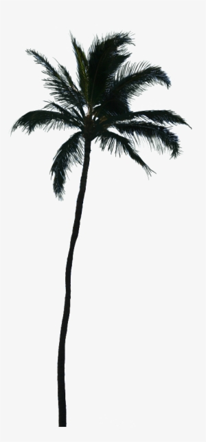 White Palm Tree Png - Photobucket #2903588