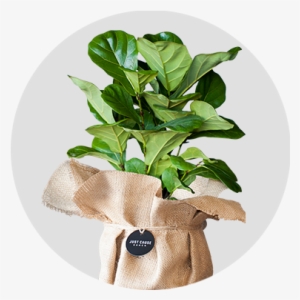 Bambino Fiddle Leaf Fig - Fiddle-leaf Fig #2903721