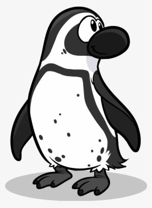 Black Footed Penguin - African Penguin #2904140