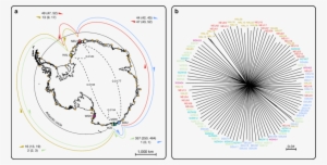 Drift And Mixing Concur To Keep A High Degree Of Worldwide - Emperor Penguin #2904481