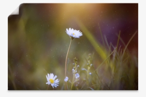 Mural-autoadherible - White Daisy Ipad Sleeve #2904550