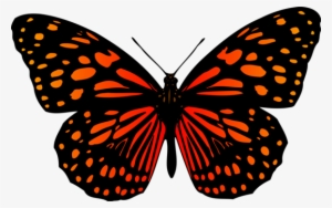 A Butterfly Butterflies & Insects Rose O'driscoll Live #2904867