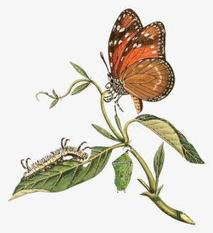 Danaus Eresimus Clip Art - Buyenlarge 'surinam Butterflies Moths And Caterpillars' #2905255