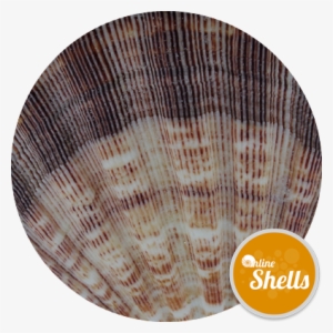 Lion - Coffee Table #2906230