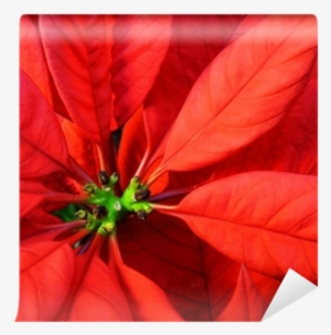 Fiore Stella Di Natale Primo Piano-poinsettia Christmas - Piano #2906325