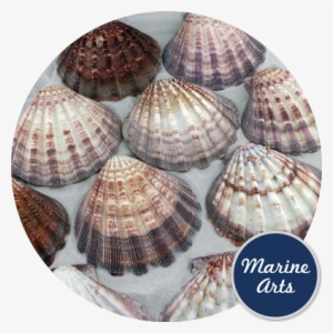 Lion - De Marchi #2906404