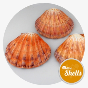 Polished - Pectinidae #2906454