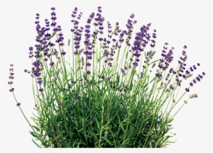 Lavender #2906610