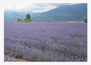 Roes Of Lavender Plant - English Lavender #2907097
