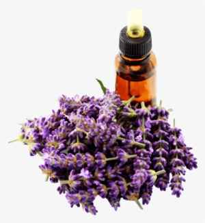 Lavender Oil - Lavender Oil Transparent #2907195