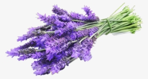 Cut Flowers - Lavender #2907304