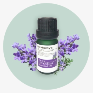 English Lavender #2907325