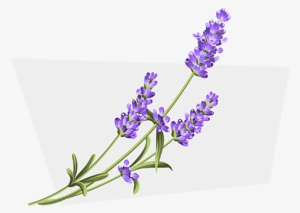 Linalool - Lavender White Background #2907353