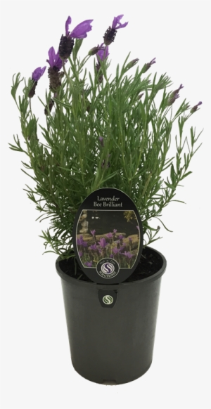 9l Lavender Bee Brilliant - Lavender #2907380