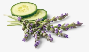 Derived From Lemongrass Plant - Avalon Organics Ultimate Moisture Cream, Lavender Renewal #2907545