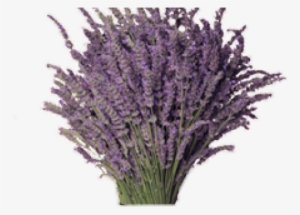 Lavender Clipart Transparent Background - Portable Network Graphics #2907598