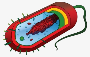 Bacterial Cell No Labels Svg Clip Arts 600 X 384 Px #2907629