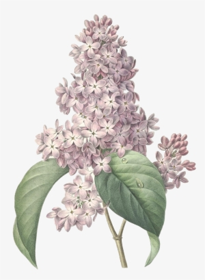 Png Tree - Botanical Maine Flower Prints #2907732