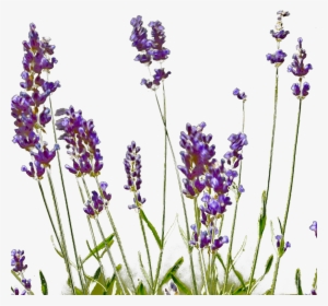 English Lavender #2907782