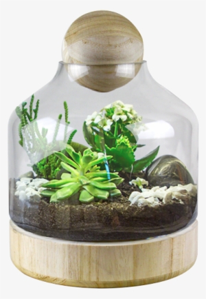 Glass Dome W/ Wood Base And Stopper H - Terrarium Wood Base #2908437
