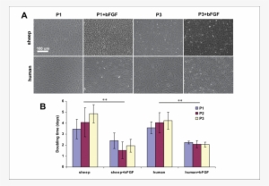 Effect Of Bfgf On Sheep And Human Auricular Chondrocyte - Diagram #2908577