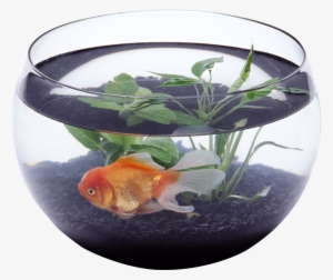 Fish In Aquarium Png #2909169