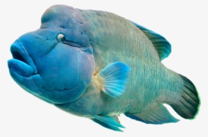 The Aquarium - National Zoo And Aquarium Agoutis #2909466