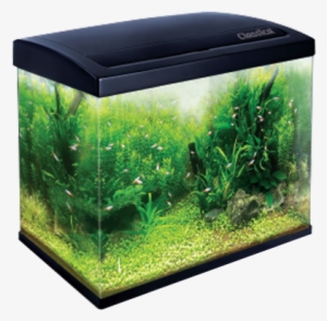 Aquarium #2909488
