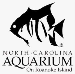 North Carolina Aquarium On Roanoke Island Po Box 967 - Roanoke Island Nc Aquariums #2909545