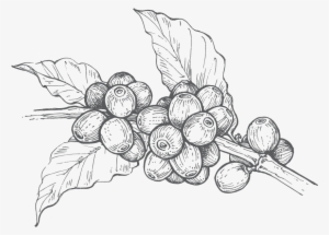 Granos De Cafe - Grano De Cafe Png #2910913