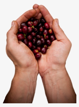 Máquinas De - Superfood #2911038