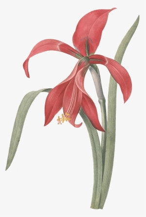 As Png Free Download - Pierre Joseph Redouté Kunstdruck: Aztec Lily / Redouté #2911857