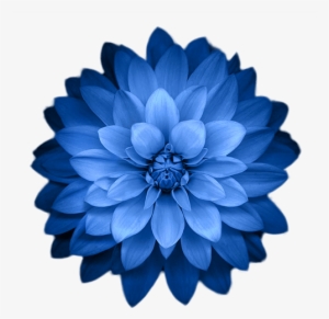 Ios Hd Wallpaper Flower #2913486