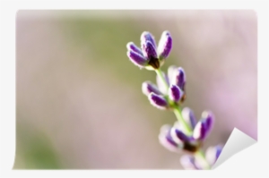 Lavender #2914612