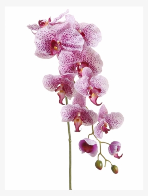 5" Phalaenopsis Orchid Spray With 9 Flowers And 3 Buds #2914815