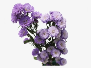 Aster Flowers Aster Flowers - Aster Flowers Png #2914950